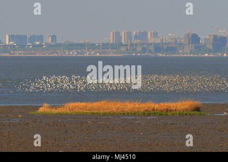 Qingdao, Qingdao, China. 4th May, 2018. Qingdao, CHINA-Thousands of dunlins fly at the wetland in Qingdao, east China's Shandong Province. The dunlin (Calidris alpina) is a small wader, sometimes separated with the other 'stints' in Erolia. Credit: SIPA Asia/ZUMA Wire/Alamy Live News Stock Photo