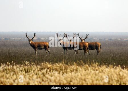 Yancheng, Yancheng, China. 4th May, 2018. The Pere David's deer in Yancheng, east China's Jiangsu Province, May 4th, 2018. The Pere David's deer (Elaphurus davidianus), also known as the milu or elaphure, is a species of deer that are mostly found in captivity. This semiaquatic animal prefers marshland, and is native to the subtropics of China. It grazes mainly on grass and aquatic plants. It is the only extant member of the genus Elaphurus. Credit: SIPA Asia/ZUMA Wire/Alamy Live News Stock Photo