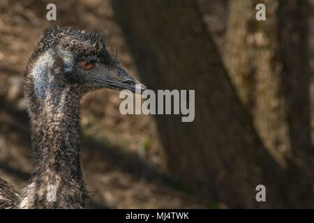 Head shot of an emu Stock Photo