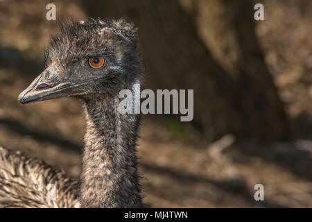 Head shot of an emu Stock Photo