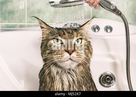 Wet cat. Funny cat in the bath Stock Photo