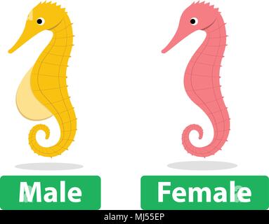 Side view, Male and Female seahorse vector cartoon art Stock Vector