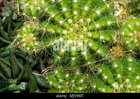 Top view cactus. Detail of home plant Stock Photo