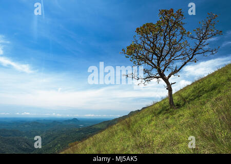 solitary tree on grassy green hill and blue sky with clouds in the ...