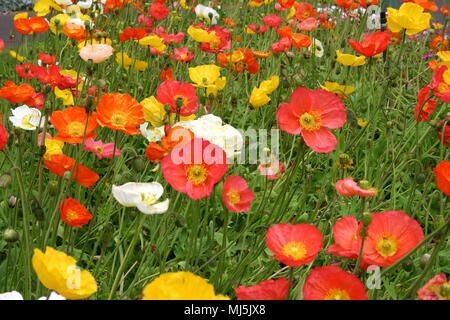 MASS PLANTING OF ICELAND POPPIES (PAPAVER NUDICAULE) Stock Photo