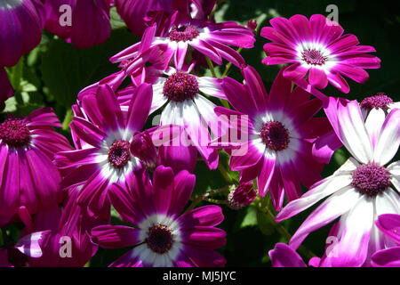 PINK AND WHITE CINERARIAS (SENECIO CRUENTUS SYN SENECIO X HYBRIDUS, PERICALLIS CRUENTA, CINERARIA CRUENTA) Stock Photo