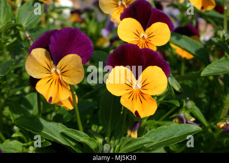 The garden pansy is a type of large-flowered hybrid plant cultivated as a garden flower Stock Photo