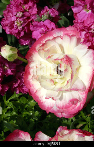 PINK AND WHITE RANUNCULUS FLOWER Stock Photo