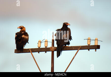 Two wedge-tailed eagles sitting on a power pole. The Wedge-tailed eagle or bunjil (Aquila audax) is the largest bird of prey in Australia. Stock Photo