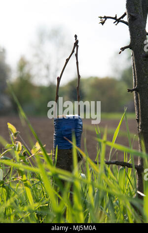 apple tree renovation by the grafting Stock Photo