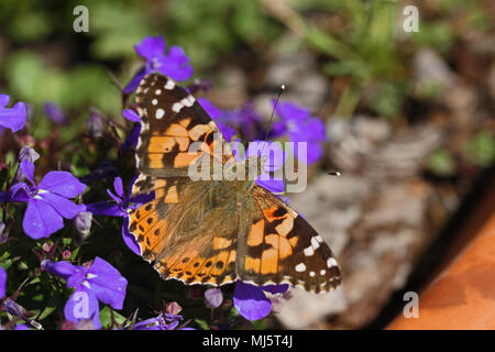 Painted lady butterfly in summer very close up Latin cynthia cardui or vanessa feeding on lobelia flowers campanulaceae in Italy Stock Photo