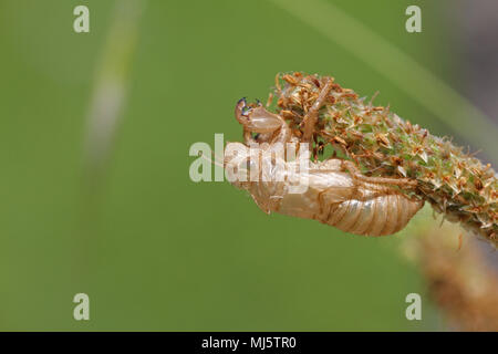 empty cicada shell or casing close up from moulted cicada insect on grass seed pods in Italy Latin name hemiptera cicadidae Stock Photo