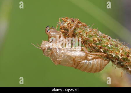 empty cicada shell or casing close up from moulted cicada insect on grass seed pods in Italy Latin name hemiptera cicadidae Stock Photo