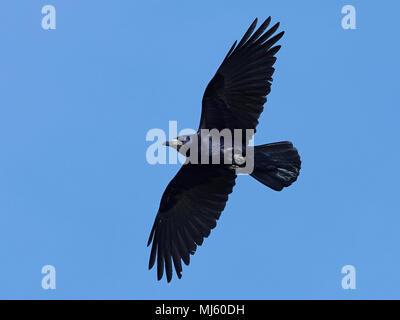 Rook in flight with blue skies in the background Stock Photo