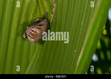 Pygmy Fruit-eating Bat, Dermanura phaeotis, Phyllostomidae, Corcovado National Park, Osa Peninsula, Costa Rica, Centroamerica Stock Photo