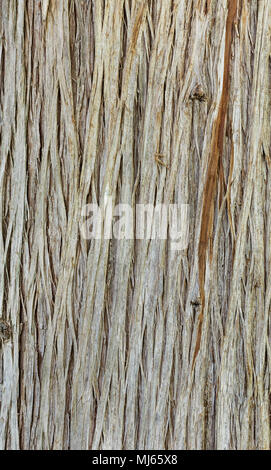 bark of the tree trunk, background Stock Photo