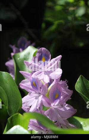 Purple Flowers - Eichhornia crassipes (Mart.) Solms, Family - Pontederiaceae, Genus - Eichhornia, Common Names: Lilac-devil,  Water-hyacinth Stock Photo