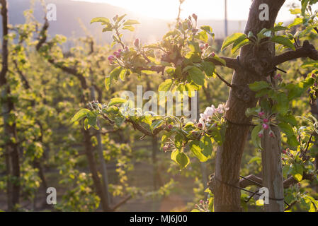 Close-up of pink apple blossoms beginning to open on tree branch in orchard in spring Stock Photo