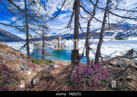 Thaw in high mountains with spring flowers and half frozen lake, Engadine valley near Sankt Moritz Stock Photo