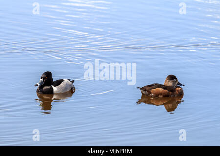 Male and Female Ring-Necked Ducks on a Canadian lake Stock Photo