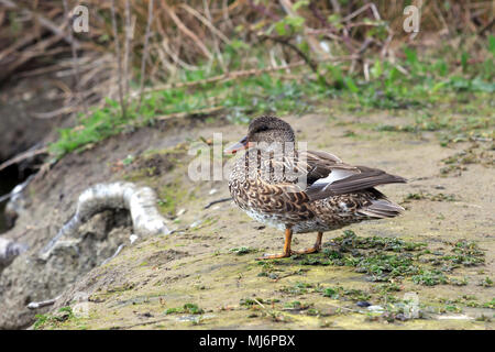 Female Gadwall standing on the bank at the edge of a pond Stock Photo
