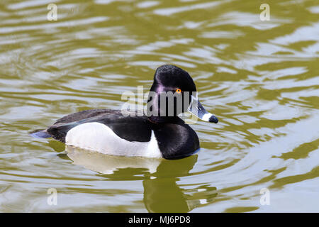 Male Ring-Necked Duck on a Canadian lake Stock Photo