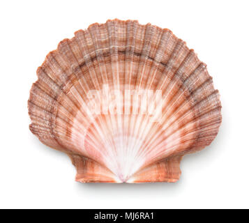 Top view of scallops shell isolated on white Stock Photo