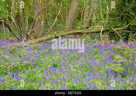 Bluebells in Forest with fallen tree in spring Stock Photo