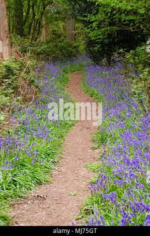 Forest path bordered by Bluebells in spring Stock Photo
