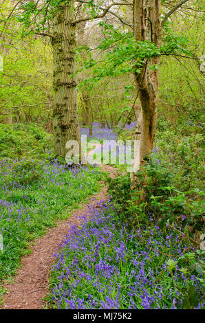 Path in forest bordered by Bluebells Stock Photo