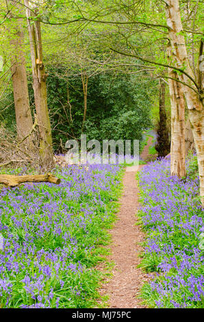 long forest path bordered by Bluebells Stock Photo