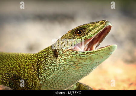 european green lizard macro portrait, wild animal trying to bite ( Lacerta viridis ) Stock Photo