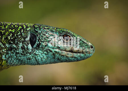 male green lizard closeup of head over out of focus background ( Lacerta viridis ) Stock Photo