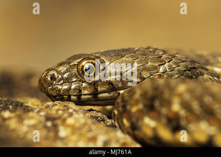 juvenile dice snake portrait ( Natrix tessellata ) Stock Photo