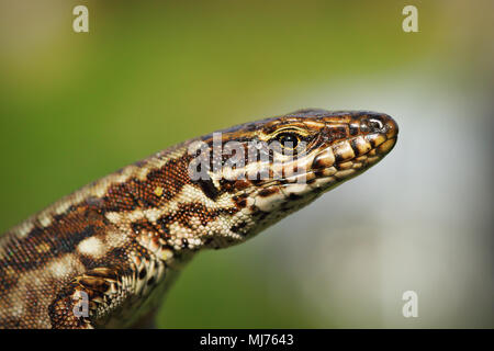 macro portrait of common wall lizard ( Podarcis muralis ) over out of focus background Stock Photo