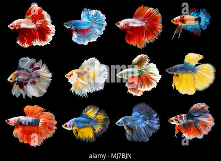 Collection of colorful Siamese fighting fish. Mixed beautiful betta. Stock Photo