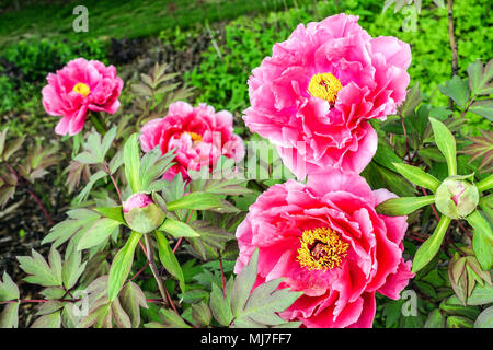 Paeonia suffruticosa ' Shilanten ', Pink tree peony, Peonies Stock Photo