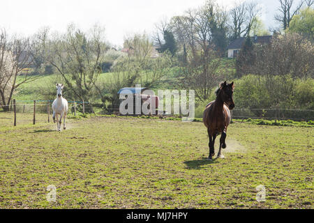 Dark Brown and White Horses Galloping in a Green Field on a Bright Sunny Day Stock Photo