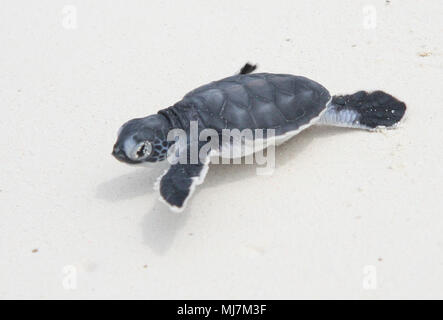 Newly emerged Green Sea Turtle Hatchling crawling into the sea Stock Photo