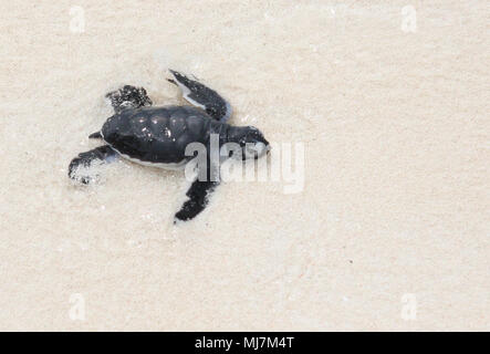 Newly emerged Green Sea Turtle Hatchling crawling into the sea Stock Photo