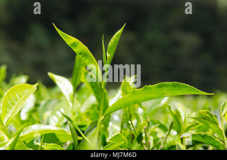 The top bud of a Kenyan Black Tea plant on a plantation in the Kisii Highlands, Kenya Stock Photo