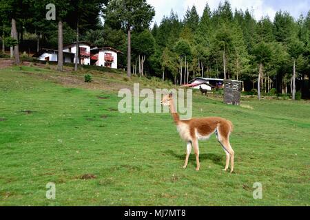 Vicuñas - Zoo in GRANJA PORCON -  Evangelical cooperative - Department of Cajamarca .PERU                    Stock Photo