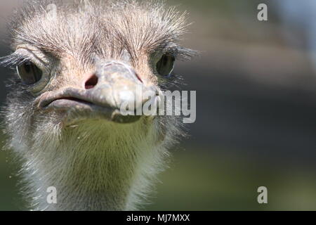 close up of an ostrich - be careful of that beak Stock Photo