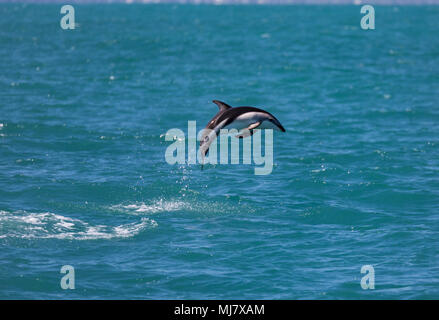Dusky dolphin (Lagenorhynchus obscurus) jumping out of the water near Kaikoura, New Zealand. These dolphins are known for their acrobatics. Stock Photo