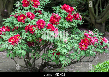 Paeonia suffruticosa - Japanese Tree red peony Red Peonies Stock Photo
