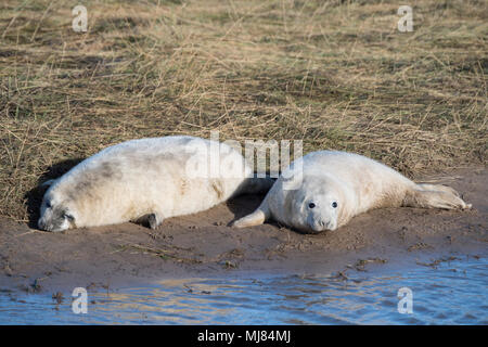 Donna Nook, Lincolnshire, UK – Nov 16 : two cute fluffy newborn baby grey seal pups lying on the shore on 16 Nov 2016 at Donna Nook Seal Sanctuary, Li Stock Photo