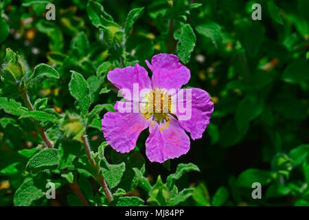 Close up of Cistus creticus growing wild in the Cyprus countryside Stock Photo