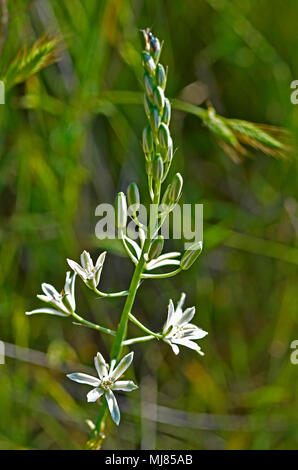 Anthericum liliago  St Bernard's Liy growing wild in the Cyprus countryside Stock Photo