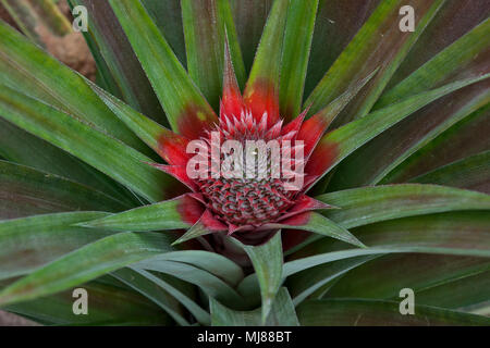 Kampot Cambodia, Pineapple plant with fruit developing Stock Photo