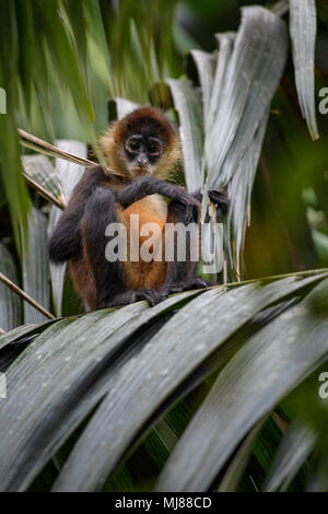 Central American Spider Monkey - Ateles geoffroyi, endangered spider monkey from Cental American forests, Costa Rica. Stock Photo